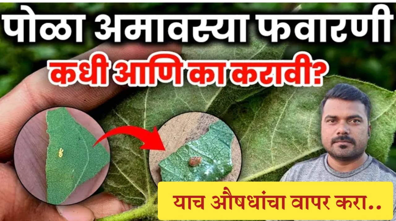 पोळा आमावस्या कापूस
