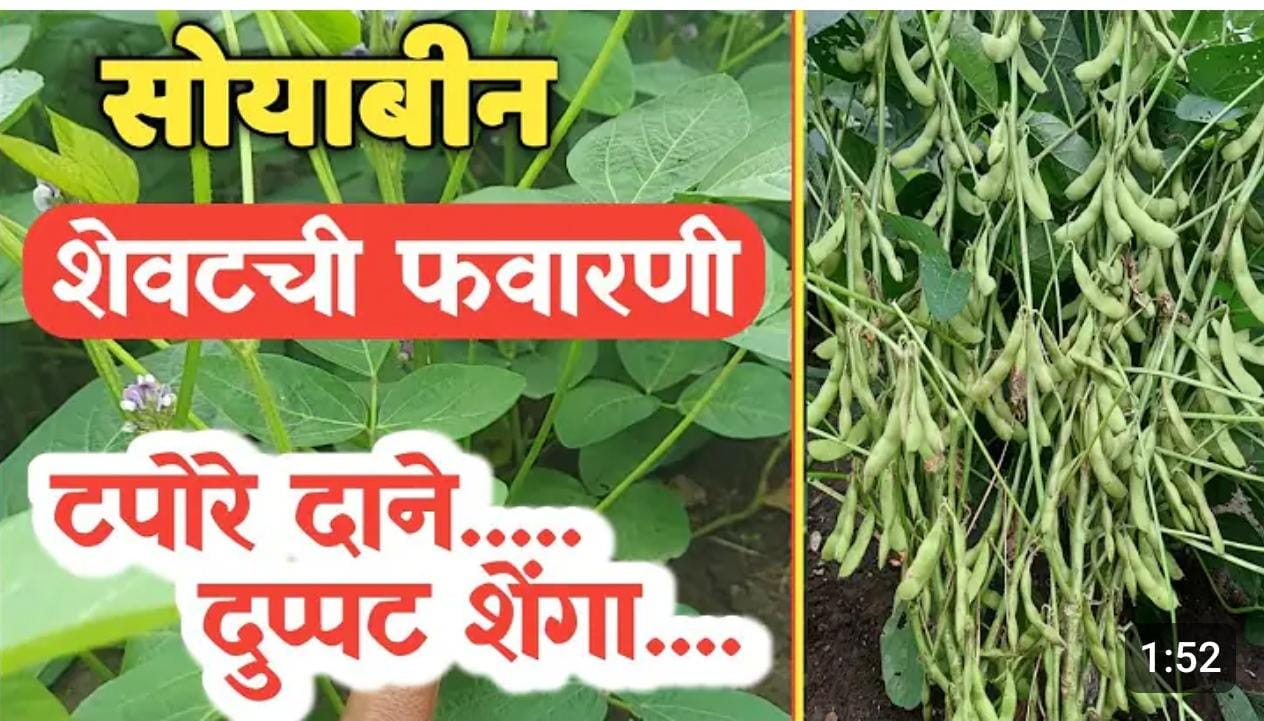 सोयाबीन शेवटची फवारणी